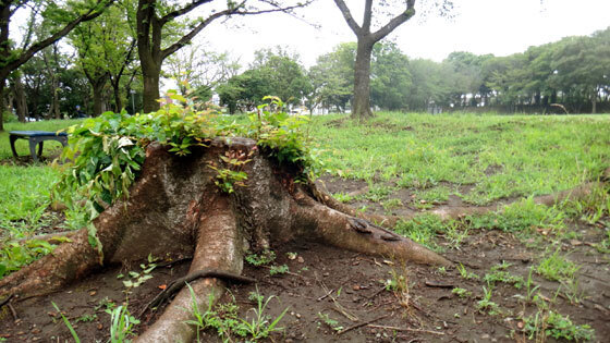 blog12.7.22kawawafuji.jpg