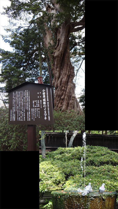 blog13.3.26odawarajyo6.jpg