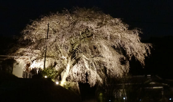 blog13.3.26uedasakura1.jpg