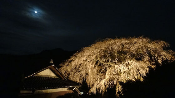 blog13.3.26uedasakura2.jpg