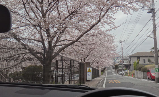 blog13.3.30gardenhill.jpg