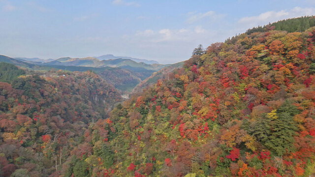 blog14.11.11leaves2.jpg