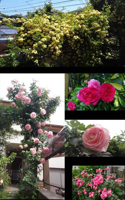 blog14.6.13flower.jpg