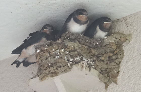 blog15.6.10swallow.jpg