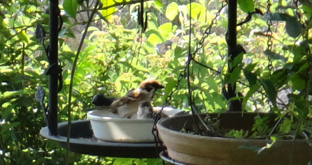 blog15.6.6sparrow.jpg