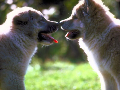 blogpairdogs.jpg